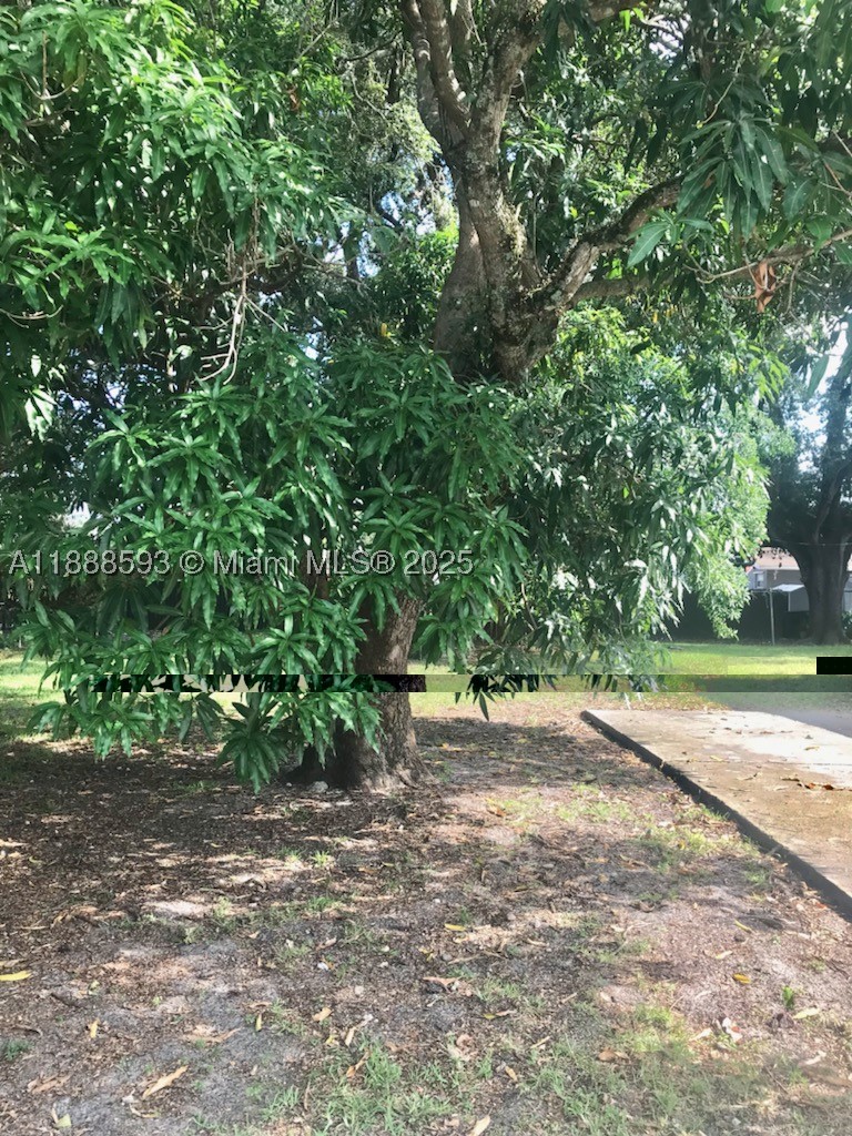 Miami photo 5