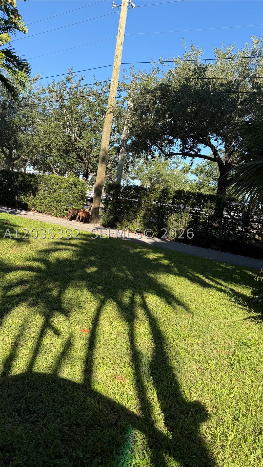 Miami Shores photo 4