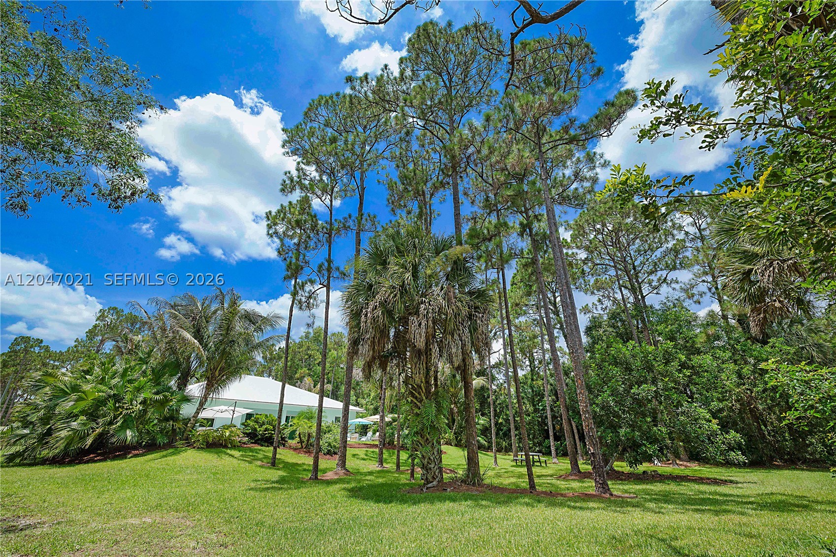 Jupiter photo 5
