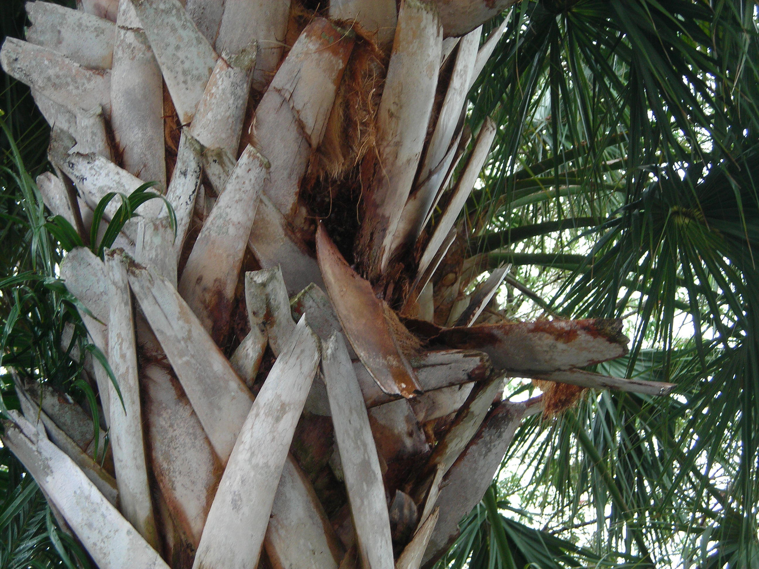 Plantation photo 3