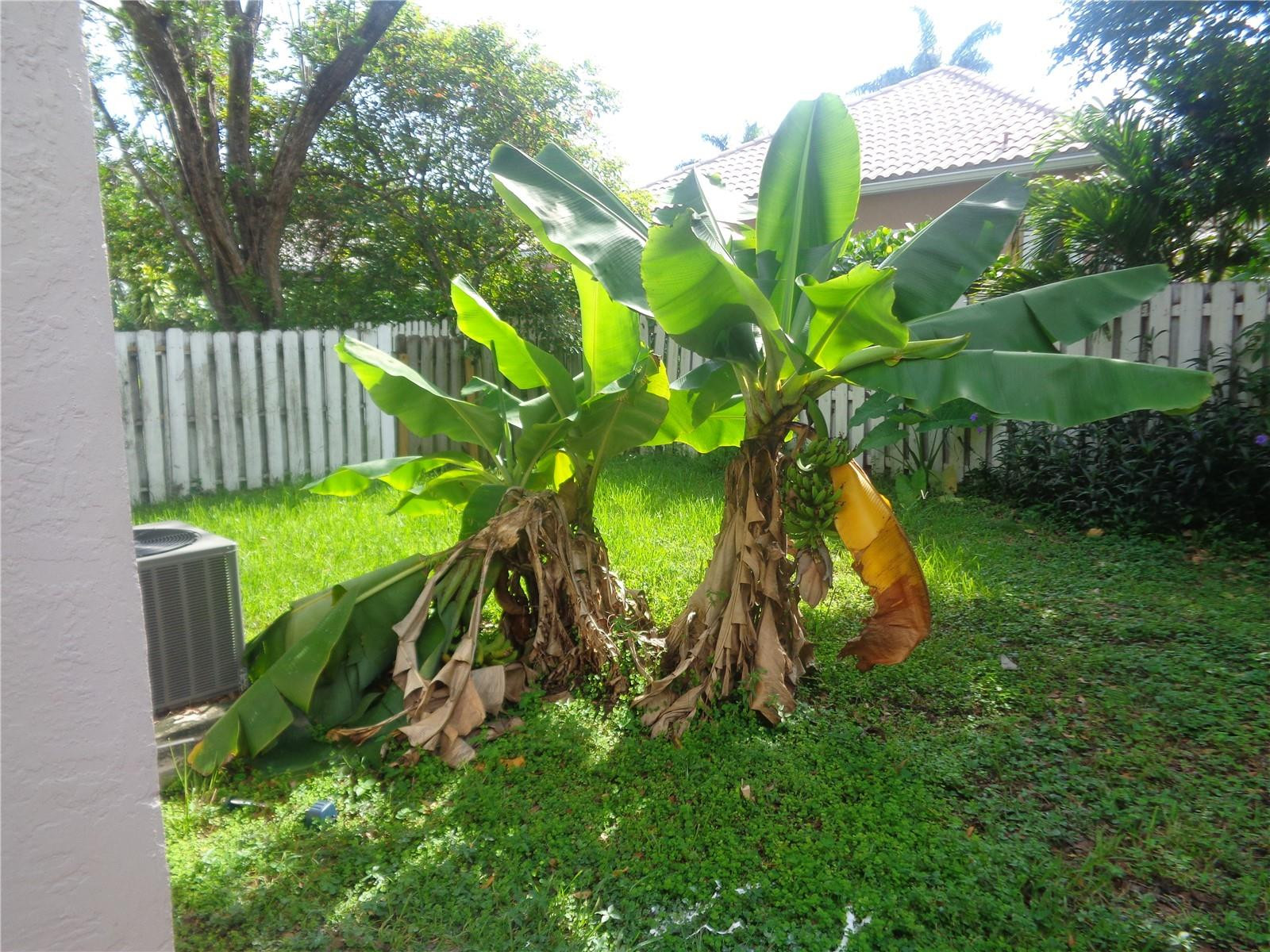 Plantation photo 5